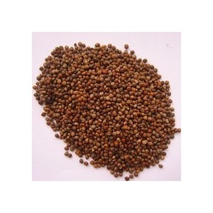 Perilla seed